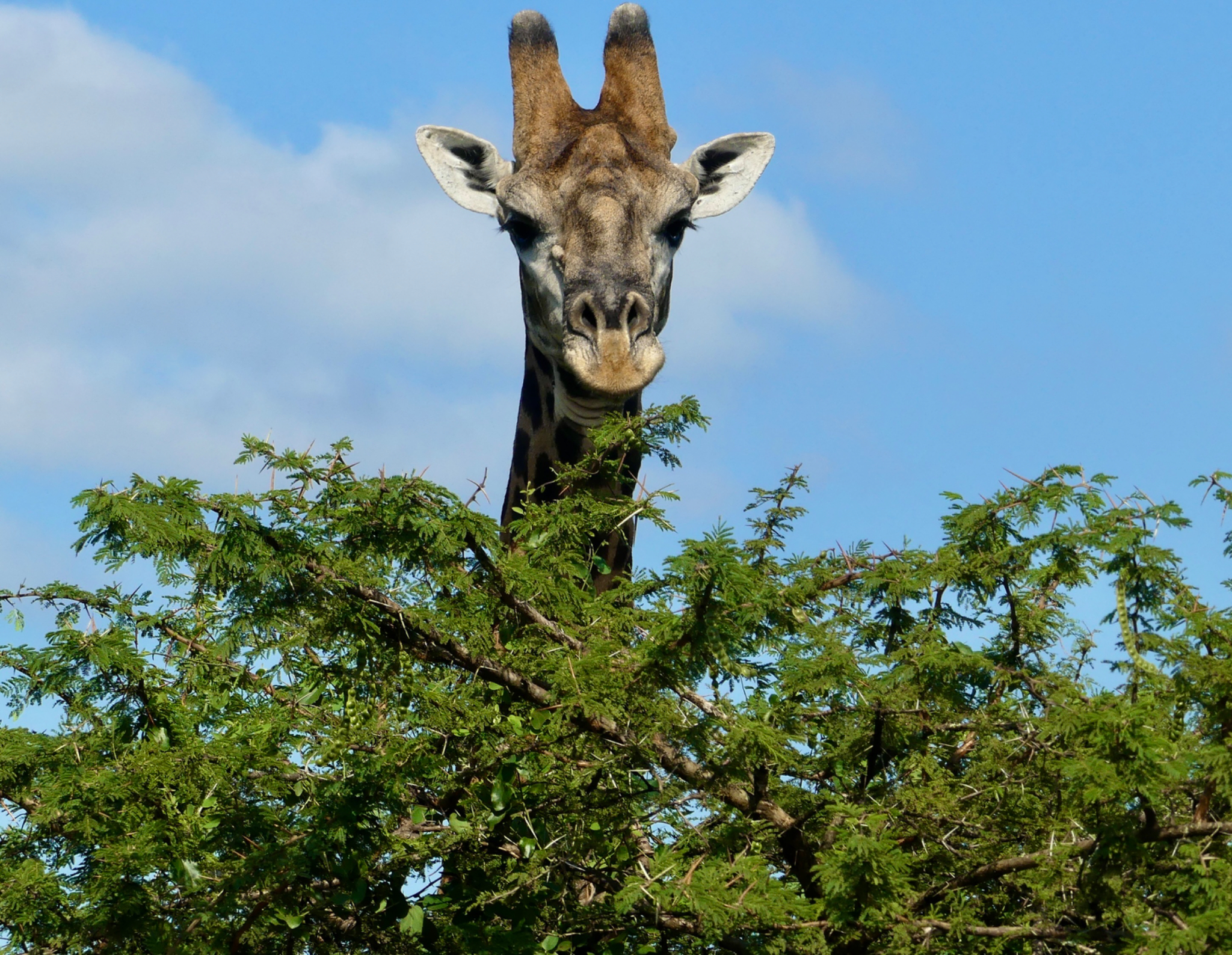 Giraffe head above vegetation